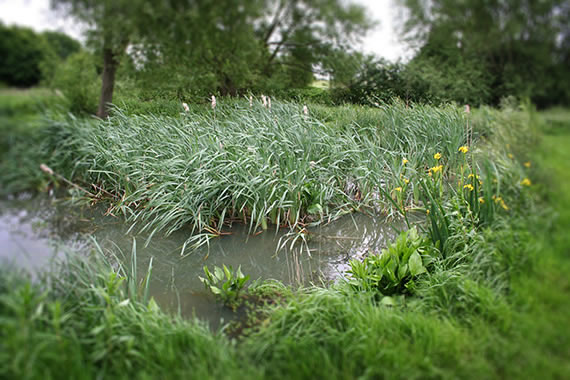 Ballardian: Shepperton Photo Essay